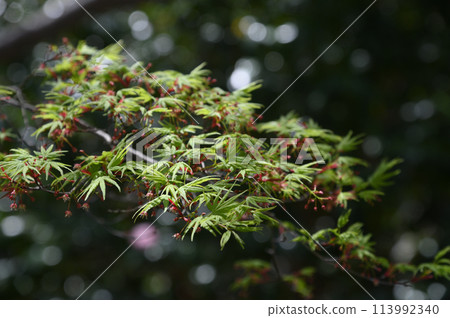 從增形山看到的春天的景色 從增形山看到的春天的景色 113992340