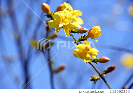 Great Plumeria (yellow plum pseudo) Great Plumeria (yellow plum pseudo) 113992353