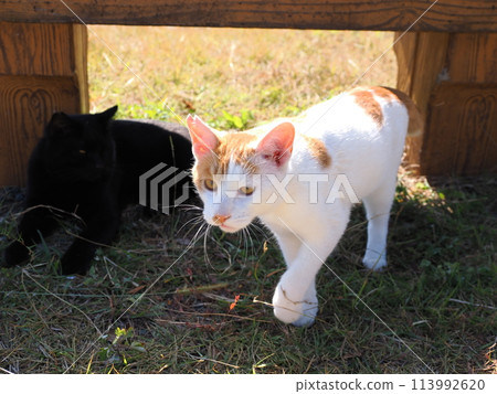 Two cats playing under a bench Two cats playing under a bench 113992620