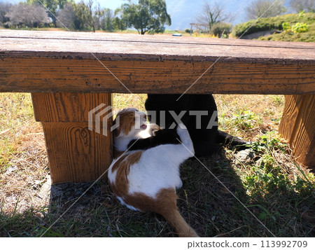 兩隻貓在長凳下玩耍 兩隻貓在長凳下玩耍 113992709