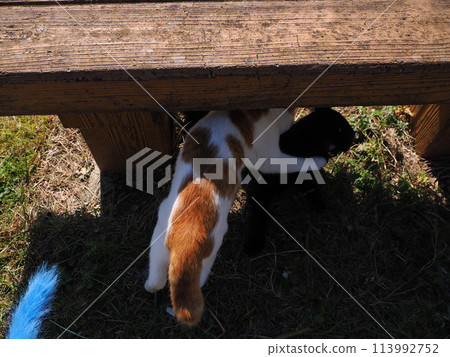 Two cats playing under a bench Two cats playing under a bench 113992752