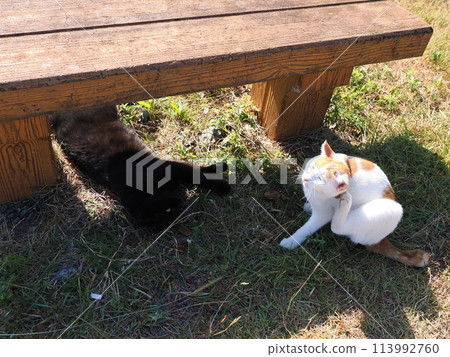 Two cats playing under a bench Two cats playing under a bench 113992760