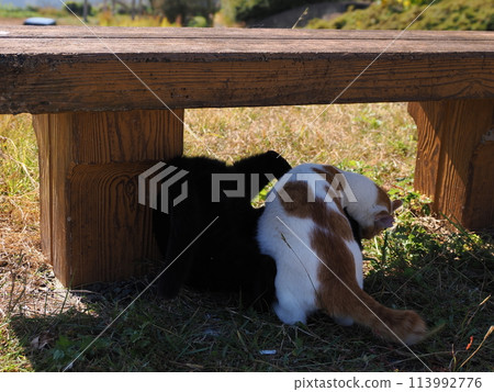 Two cats playing under a bench 113992776