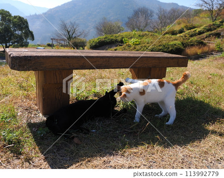 Two cats playing under a bench 113992779