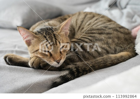 一隻睡得很舒服的貓 113992864