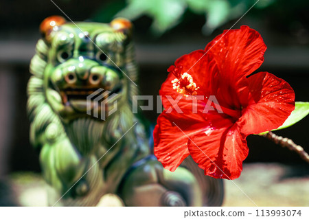 Shisa和Hibiscus 113993074