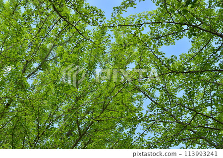 Fresh green ginkgo tree Fresh green ginkgo tree 113993241