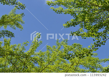 Fresh green ginkgo tree 113993242