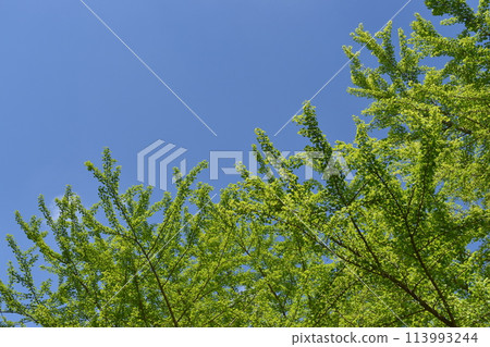 Fresh green ginkgo tree 113993244