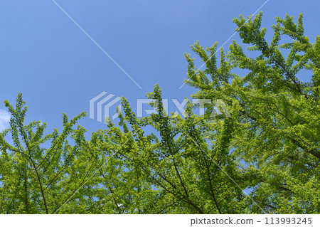 Fresh green ginkgo tree 113993245