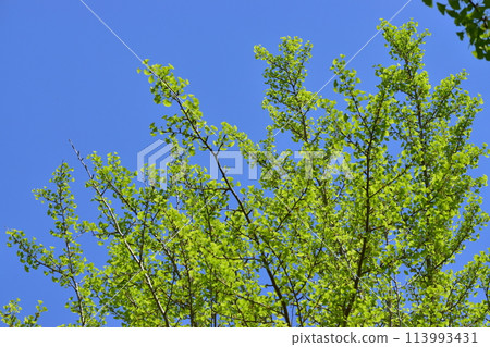 Fresh green ginkgo tree 113993431