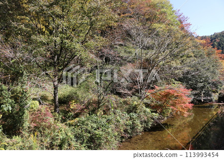 石鎚連峰的紅葉 113993454