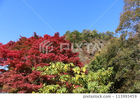 石鎚連峰的紅葉 113993459