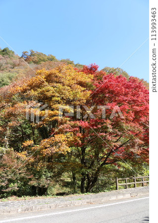 Autumn leaves of the Ishizuchi mountain range Autumn leaves of the Ishizuchi mountain range 113993463