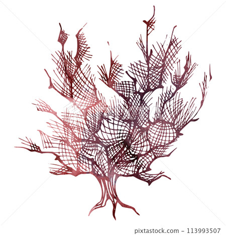 Watercolor and ink hand drawn marine life, sea ocean underwater creatures. fish, shells algae seaweed. Single object illustration, stylized, isolated on white. Zoo shop, aquarium, cosmetics, resort 113993507