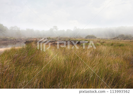 Grasses in a coastal landscape in Gironde France Grasses in a coastal landscape in Gironde France 113993562