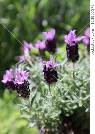 Purple lavender in bloom Purple lavender in bloom 113993572