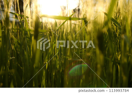 Grass grand background. A serene landscape with lush greenery in the background. The vibrant emerald hues of the meadow create a soothing atmosphere 113993784