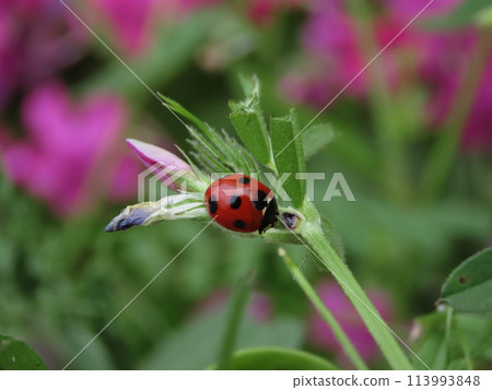 A seven-spotted ladybird resting on a vetch 113993848