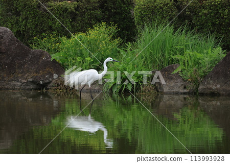 A white-winged heron with ornamental feathers walking across a pond A white-winged heron with ornamental feathers walking across a pond 113993928
