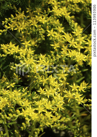 Spring April Small yellow flowers of Sedum vulgare creeping along the ground 113993986