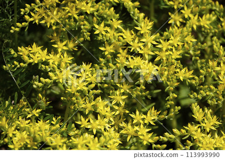 Spring April Small yellow flowers of Sedum vulgare creeping along the ground 113993990