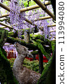 春日紫藤 113994080