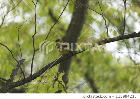 停在樹枝上 113994233