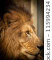 獅子，百獸之王，有著一張無所畏懼的臉。 113994234
