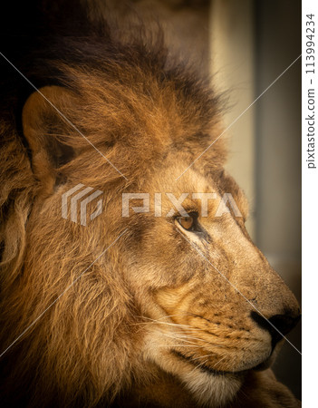獅子，百獸之王，有著一張無所畏懼的臉。 113994234
