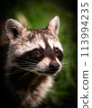 浣熊凝視 113994235