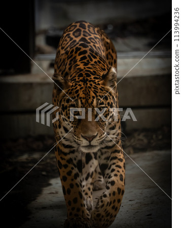 豹子捕獵獵物 113994236