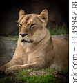 其餘的獅子 113994238