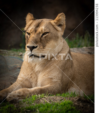 其餘的獅子 113994238