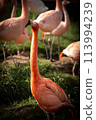 一群美麗的火烈鳥 113994239