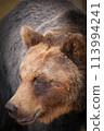 熊凝視 113994241