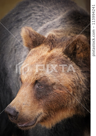 熊凝視 113994241