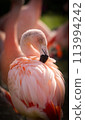美麗的火烈鳥 113994242