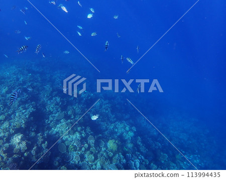 The crystal clear waters of Cape Maeda, Onna Village, Okinawa Prefecture The crystal clear waters of Cape Maeda, Onna Village, Okinawa Prefecture 113994435