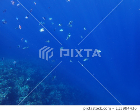 The crystal clear waters of Cape Maeda, Onna Village, Okinawa Prefecture The crystal clear waters of Cape Maeda, Onna Village, Okinawa Prefecture 113994436