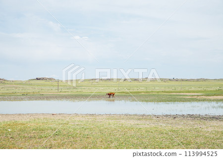one cow stands in the water of a pond on a hot summer day, steppe and mountains. Bayanaul National Park In Kazakhstan 113994525