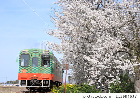 真岡鐵道“行駛在北真岡盛開的櫻花林中的列車” 113994638