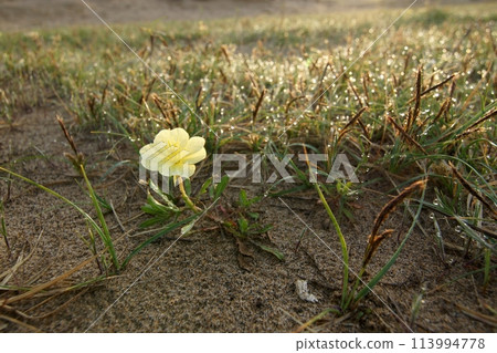 Tottori four seasons walk spring sand dunes 113994778