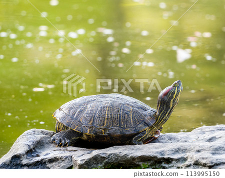 水邊的紅耳龜和綠海龜 113995150