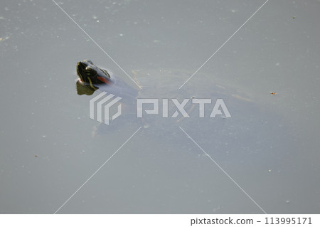Red eared slider swimming in a pond Red eared slider swimming in a pond 113995171