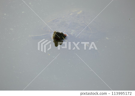 紅耳滑塊在池塘里游泳 紅耳滑塊在池塘里游泳 113995172