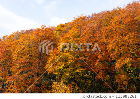 Beautiful orange and yellow autumn forest in japan 113995261