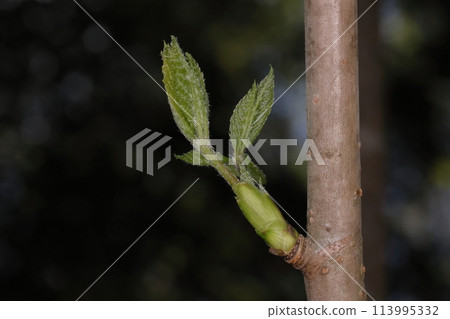 天然植物 Kosiabra，豆芽菜。都說鱈魚芽是“野菜之王”，這就是“野菜皇后”。 113995332
