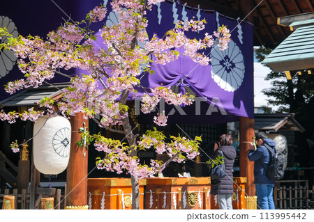 Tokyo Daijingu Shrine in Spring, Chiyoda Ward, Tokyo Tokyo Daijingu Shrine in Spring, Chiyoda Ward, Tokyo 113995442