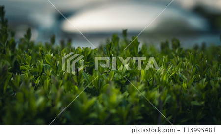 A verdant, thick-growing shrub with a blurred background A verdant, thick-growing shrub with a blurred background 113995481